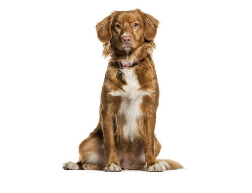 De nova scotia hotsell duck tolling retriever